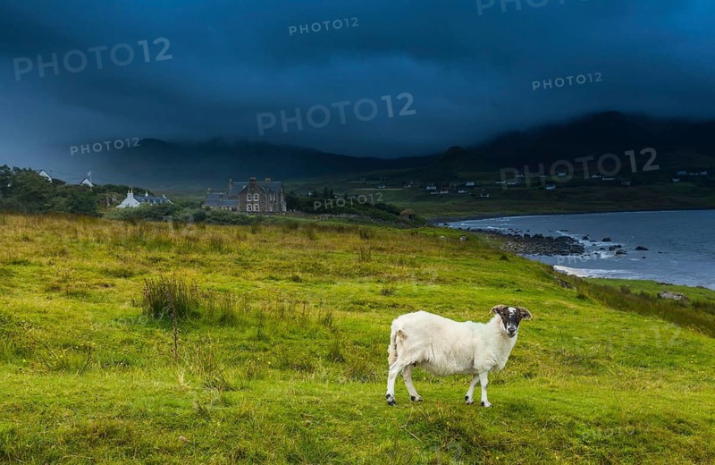 UK. Scottish Highlands. Isle of Skye. A Scottish Boray Sheep in the wildereness of the Scottish Highlands with small hamlets in the background