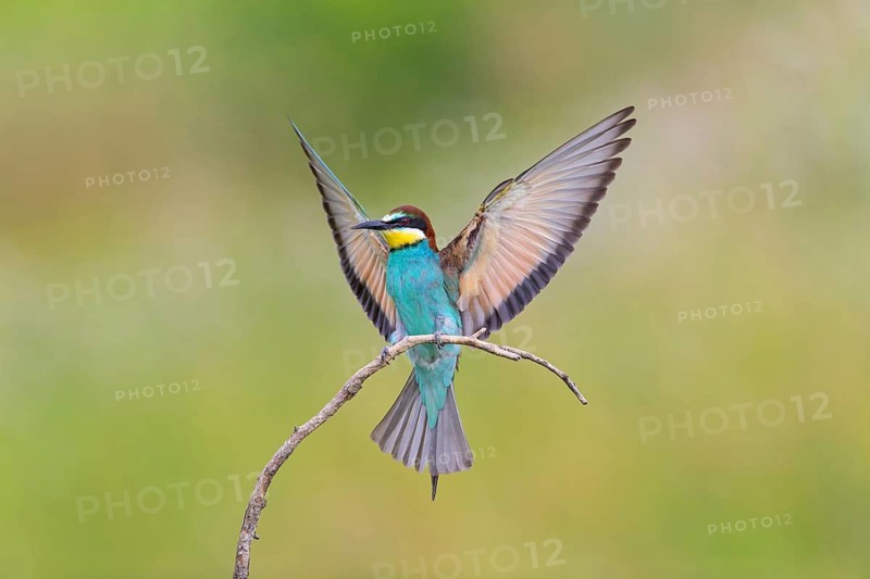 Bee-eater, (Merops apiaster), Animals, Birds, Raptor family, Perching station, Muselievo, Muselievo, Pleven, Bulgaria
