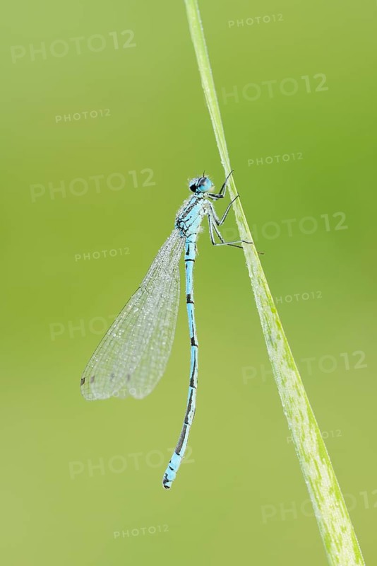 Horseshoe damselfly (Coenagrion puella), male with dewdrops, North Rhine-Westphalia, Germany
