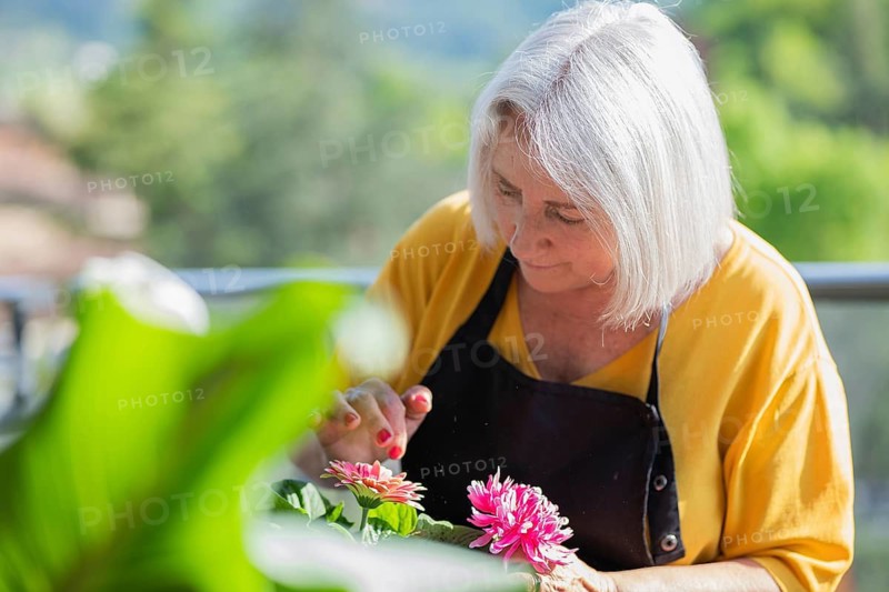 An elderly woman gently cares for vibrant pink daisies in a picturesque garden. She wears a yellow top and black apron, surrounded by lush greenery