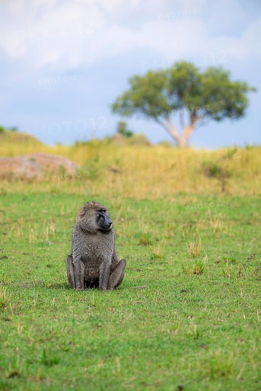 Anubis baboon or green baboon (Papio anubis) sitting in the grass, male, Murchison Falls National Park, Western Region, Uganda