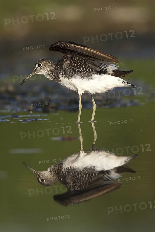 Green Sandpiper (Tringa ochropus), Castile-La Mancha, Spain