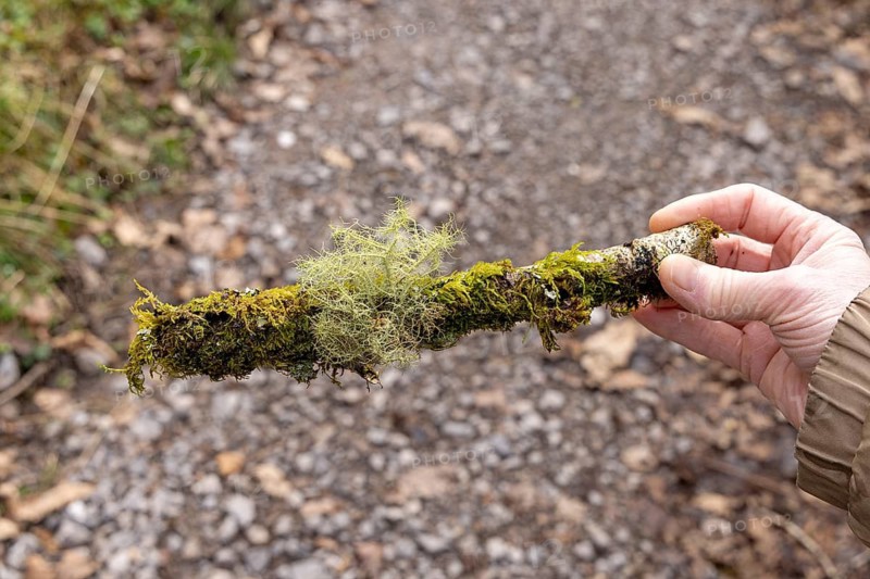 Hand holding moss-covered branch, Melincourt Waterfalls Nature Reserve, Melincourt, Neath, Wales, Great Britain