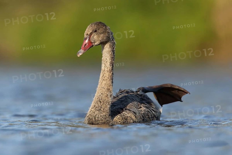 Black Swan (Cygnus atratus) juvenile stretching leg, Victoria, Australia