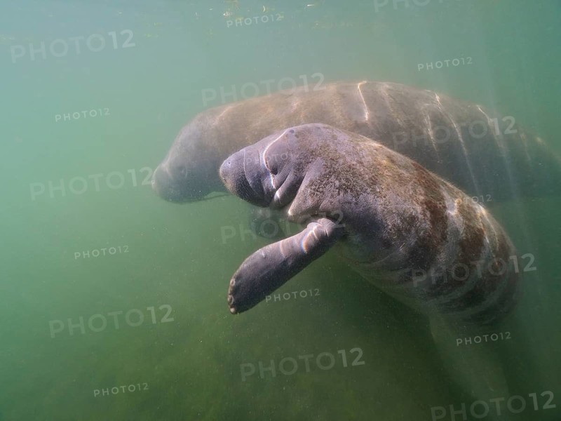 Round-tailed manatee juvenile (Trichechus manatus)