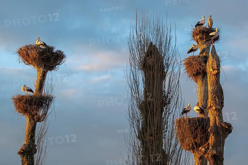 White storks, Rapperswil, Switzerland
