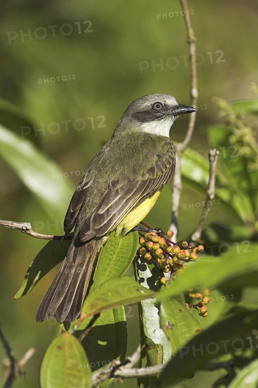 Grey-capped Flycatcher (Myiozetetes granadensis), Costa Rica