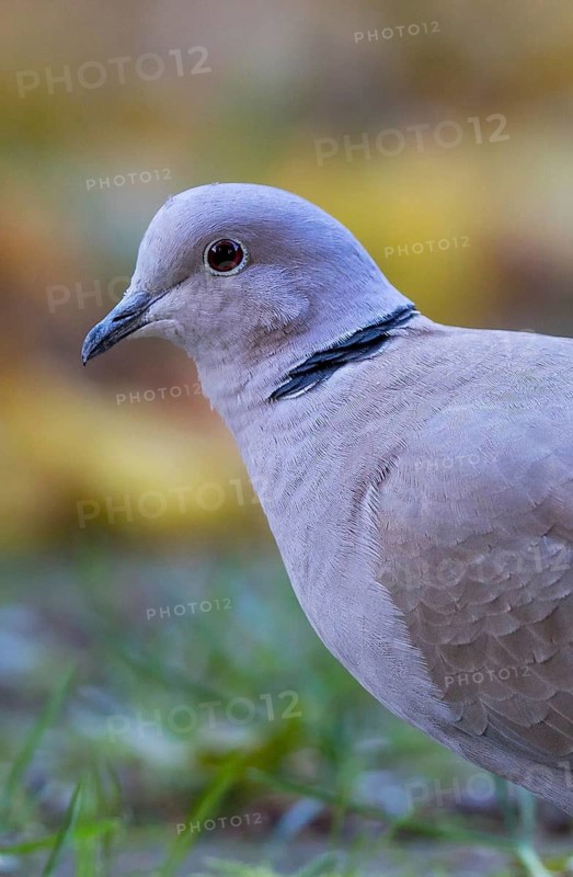Eurasian Collared Dove (Streptopelia decaocto) perched on the ground, Bavaria, Germany