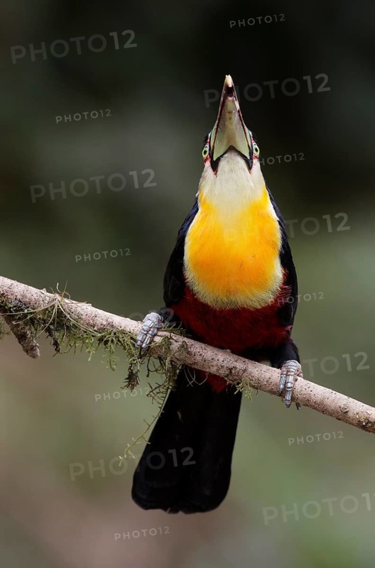 Green-billed Toucan (Ramphastos dicolorus) perched on a branch, Atlantic rainforest, Brazil