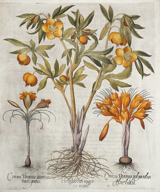 Christmas rose (Helleborus niger) and crocus (Crocus vernus), hand-coloured copperplate engraving by Basilius Besler, from Hortus Eystettensis, 1613