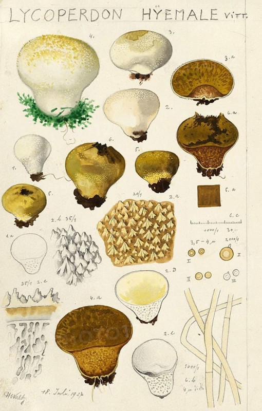 Mushroom, fungi, Lycoperdon hiemale, Stäubling, authentic reproduction of an illustration by Hans Walty (1868-1948) from about 1915, historical