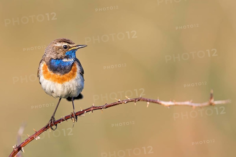 Bluethroat (Luscinia svecica cyanecula) male perched on a twig, Texel, Netherlands