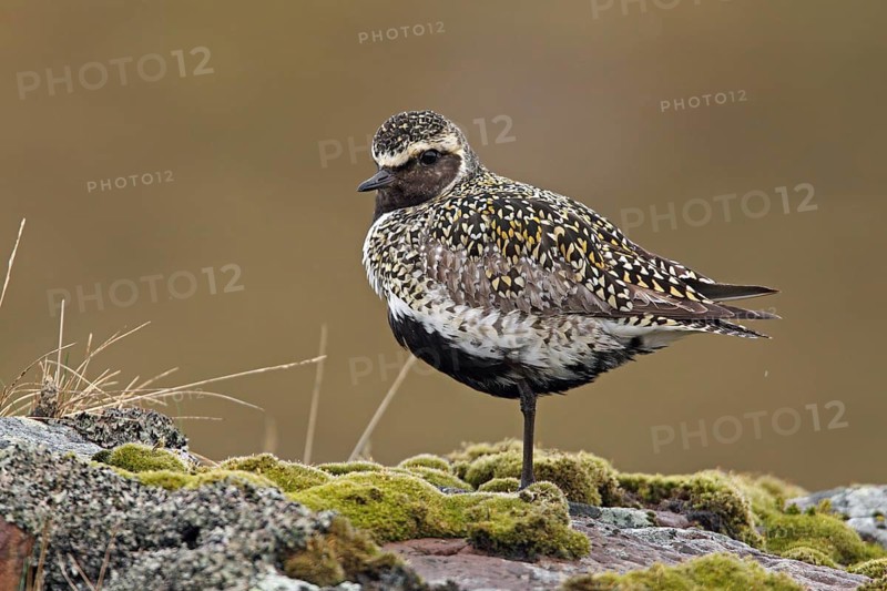 Goldregenpfeifer (Pluvialis apricaria)