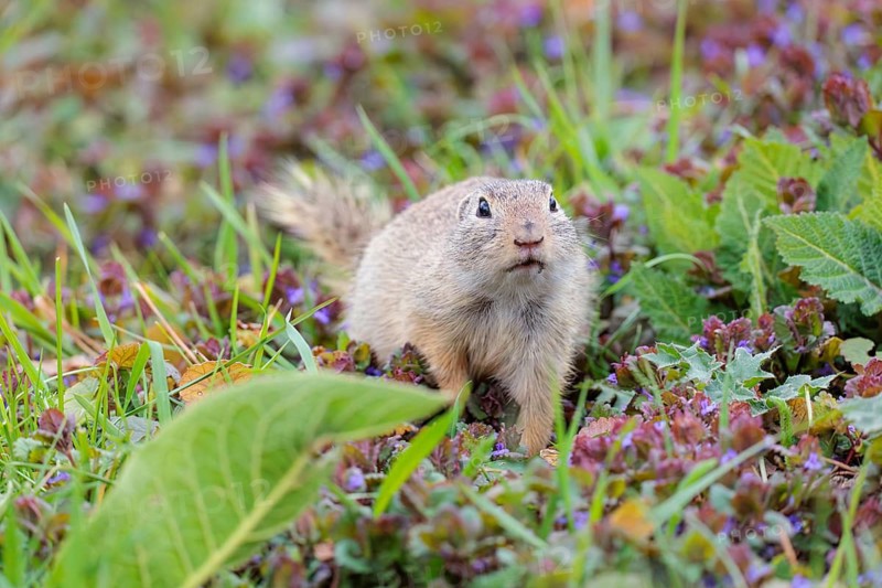 An adult ground squirrel (Spermophilus citellus) eats leaves and flowers on a cloudy day in a green meadow with tall vegetation. Austria