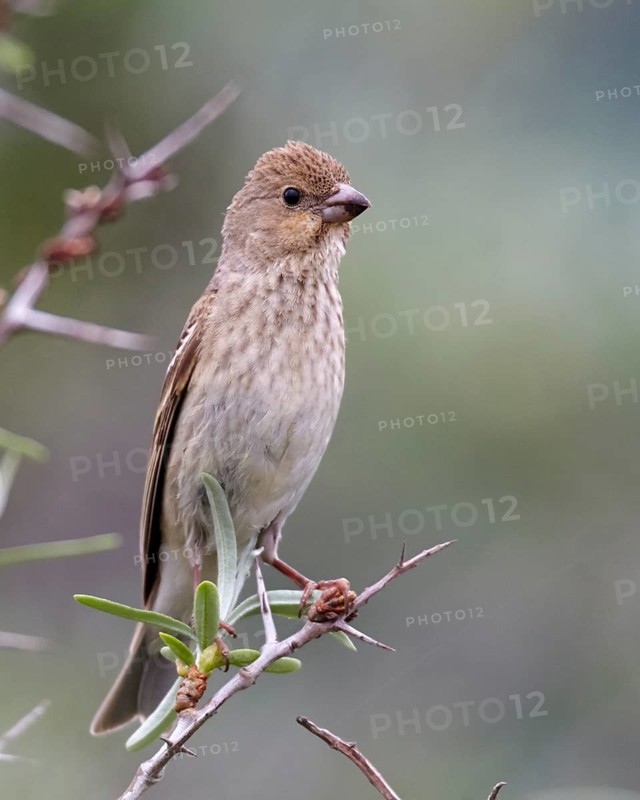 Common Rosefinch (Carpodacus erythrinus) male, Mecklenburg-Western Pomerania, Germany