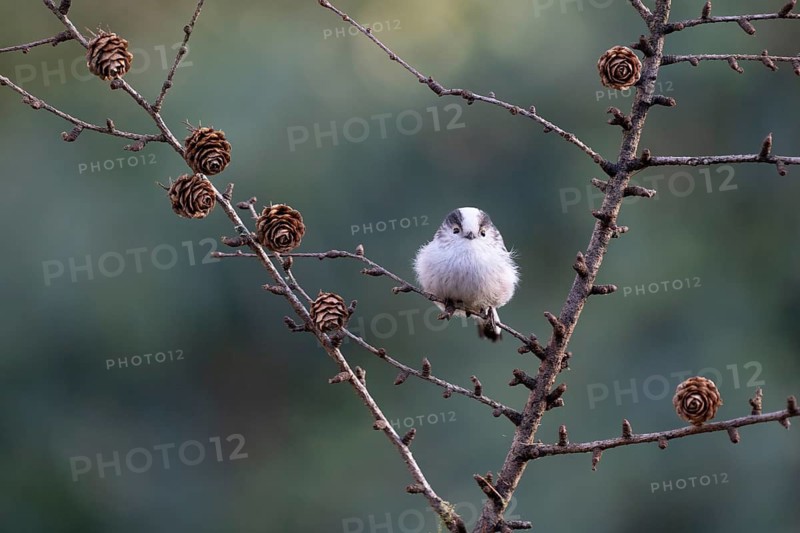 Long-tailed Tit (Aegithalos caudatus), Emsland, Lower Saxony, Germany