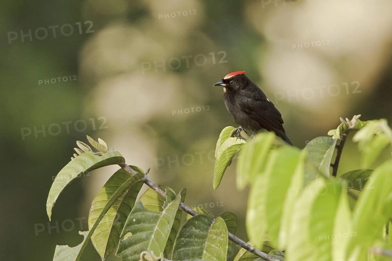 Flame-faced Tanager (Tangara parzudakii), Ecuador