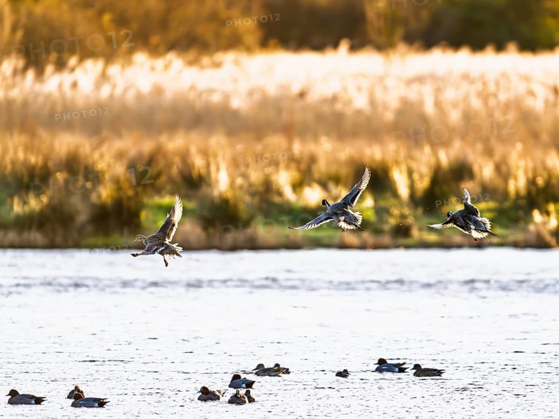 Northern Pintail, Anas acuta, Birds in flight over marshes