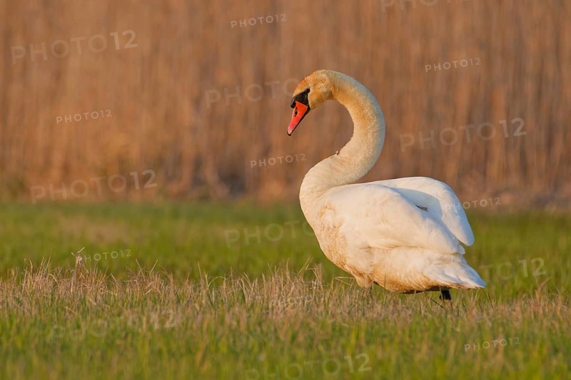 Mute swan (Cygnus olor) standing on grass near reedbed in wetland meadow habitat, Poland