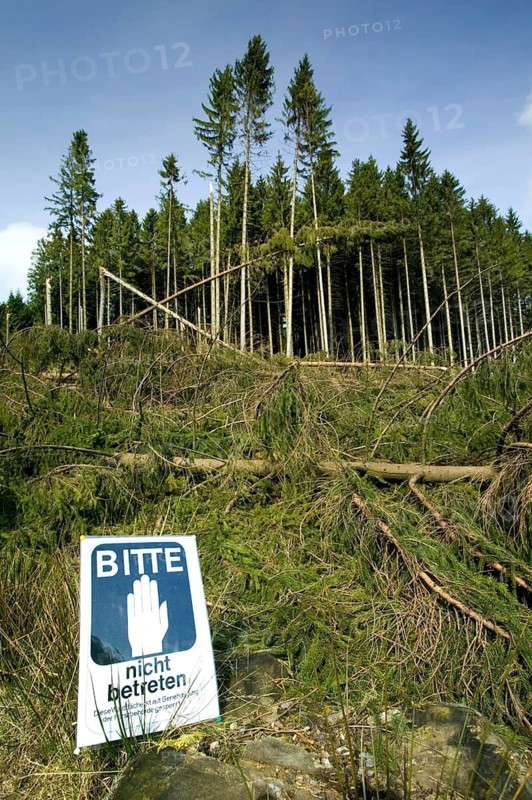 Storm damage after the windstorm Kyrill in 2007, Meinerzhagen, North Rhine-Westphalia, Germany