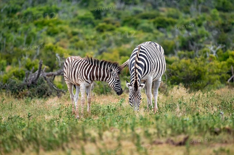 Burchell's zebra (Equus quagga burchelli) with young, Addo Elephant National Park, Eastern Cape, South Africa