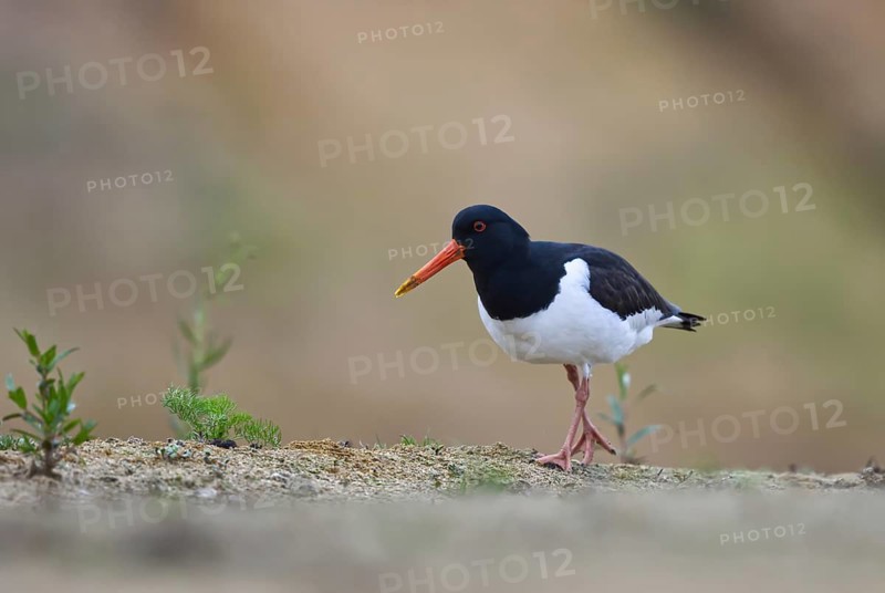 Eurasian Oystercatcher (Haematopus ostralegus), North Rhine-Westphalia, Germany