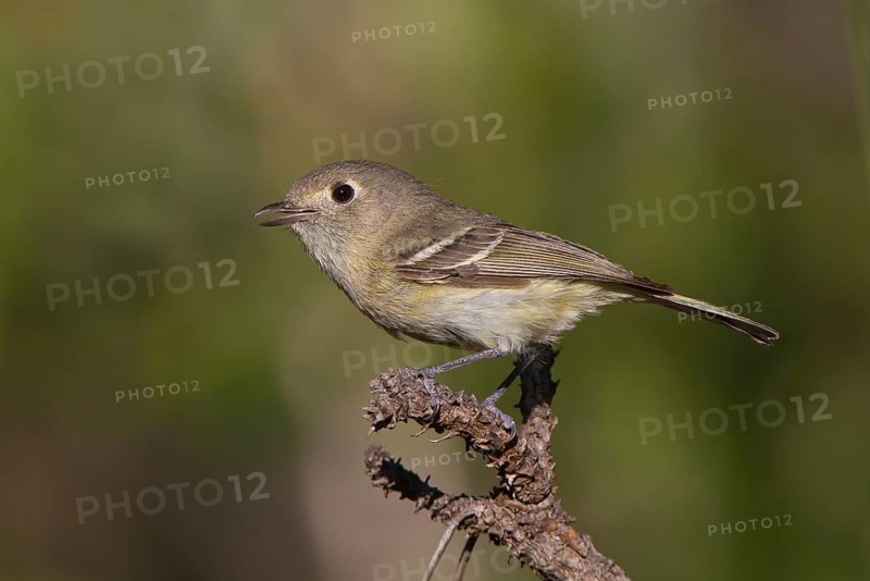 Hutton's Vireo (Vireo huttoni) singing, Arizona, USA