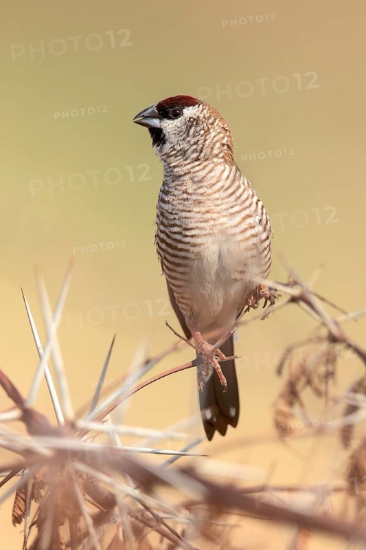 Plum-headed Finch (Neochmia modesta) male, Queensland, Australia