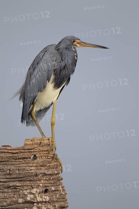 Tricolored Heron (Egretta tricolor), Florida, USA