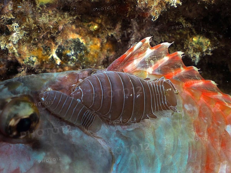 Fish isopod (Anilocra sp)