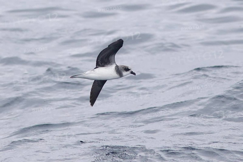 Soft-plumaged Petrel (Pterodroma mollis) flying, Victoria, Australia