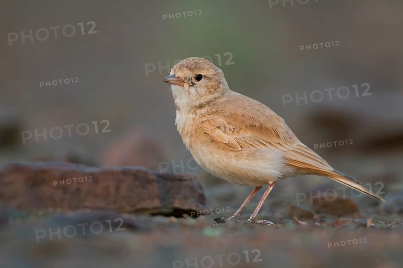Bar-tailed Desert Lark - Sandlerche - Ammomanes cincturus, Marokko, adult