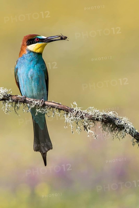 European Bee-eater (Merops apiaster) perched on a lichen covered branch with insect in beak, Andalusia, Spain