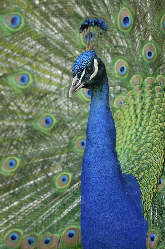 Blauer Pfau (Pavo cristatus) Maennchen, Balz, radschlagend, Portrait, Mai, captive