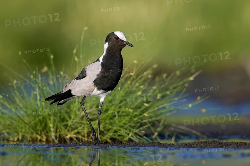 Blacksmith Lapwing (Vanellus armatus), Lake Natron, Tanzania