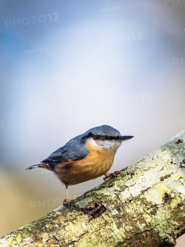 Eurasian Nuthatch, Sitta europaea in forest at winter sun
