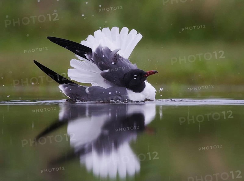 Laughing Gull (Leucophaeus atricilla), Texas, USA