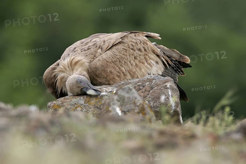 Griffon Vulture (Gyps fulvus), Extremadura, Spain