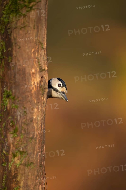 Great spotted woodpecker (Dendrocopos major) adult bird on a tree trunk in a woodland, England, United Kingdom