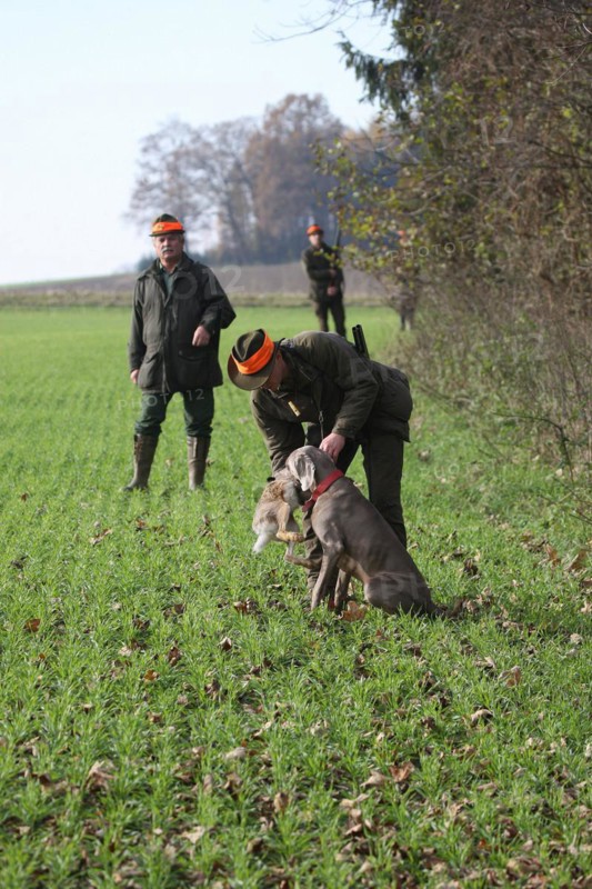 Hunting dog Weimaraner shorthair retrieves a hare (Lepus europaeus), Lower Austria, Austria