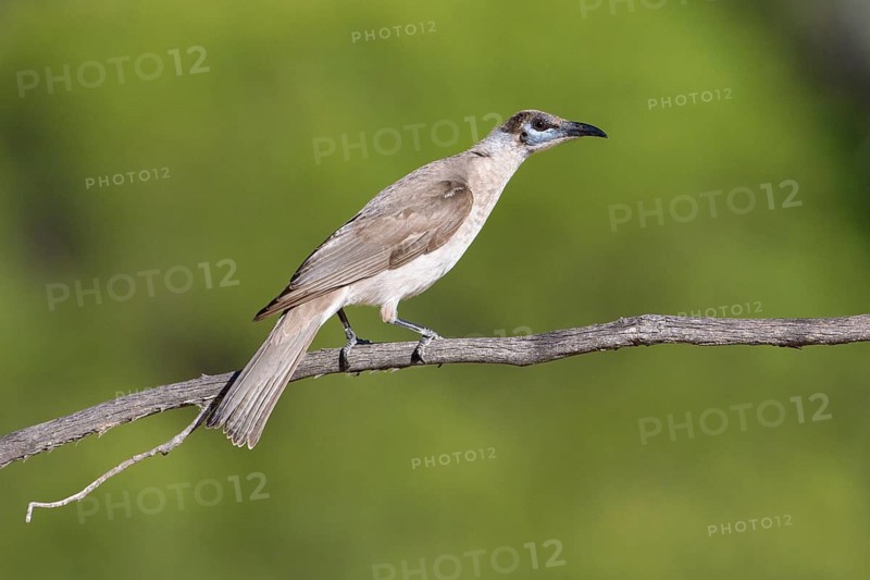 Little Friarbird (Philemon citreogularis) perched on a branch, Queensland, Australia