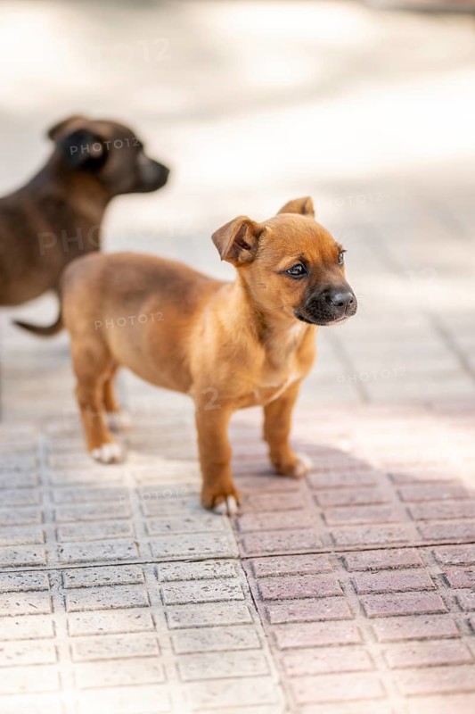Two small puppies stand on a sunlit paved walkway, curiously exploring their surroundings with soft, brown coats. The scene captures youthful innocence and playfulness at home