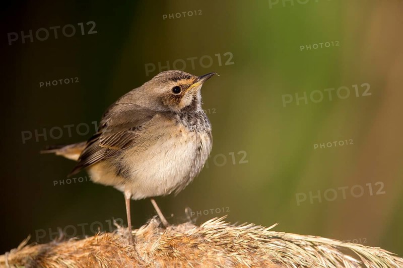 Bluethroat (Luscinia svecica cyanecula) young female perched on reed, Castile-La Mancha, Spain