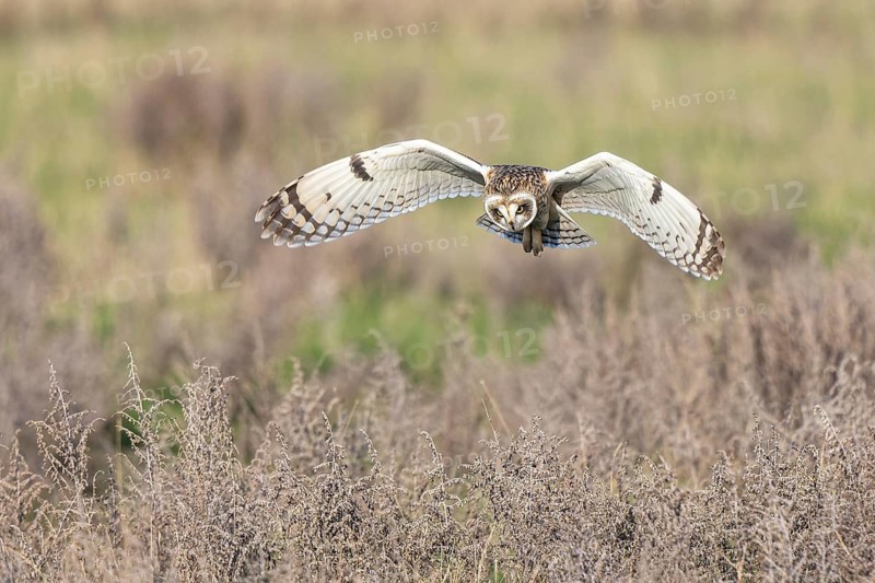 Short-eared Owl (Asio flammeus) flying, Netherlands