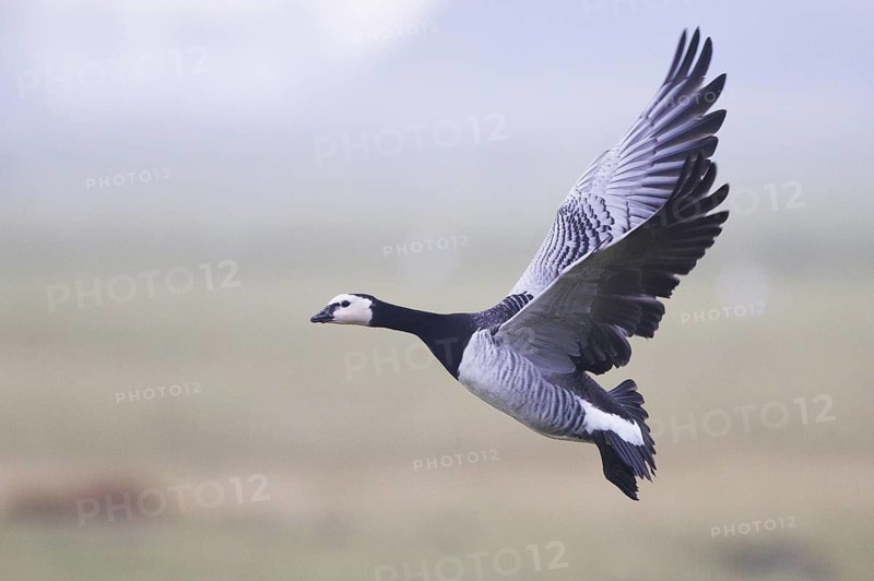 Barnacle Goose (Branta leucopsis) flying, Friesland, Netherlands