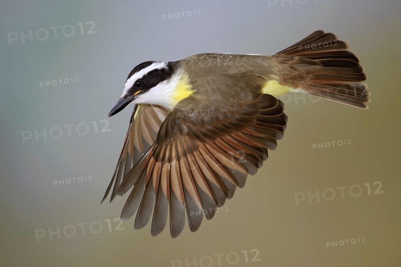 Great Kiskadee (Pitangus sulphuratus) flying, Texas, USA