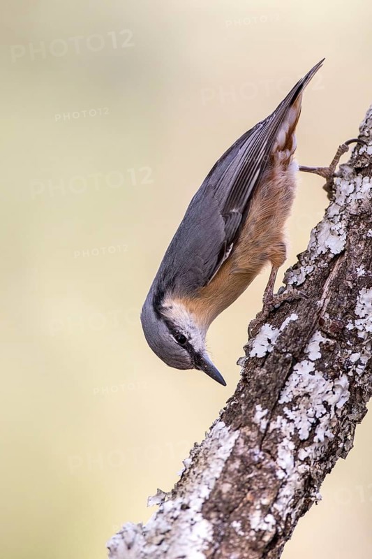 Eurasian Nuthatch (Sitta europaea) climbing down a tree, Madrid, Spain