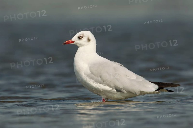 Brown-headed Gull (Chroicocephalus brunnicephalus), Phetchaburi, Thailand