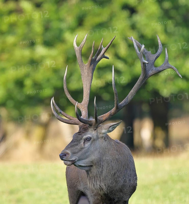 Red deer (Cervus elaphus), capital stag in a forest clearing, animal portrait, wildlife, Sauerland, North Rhine-Westphalia, Germany