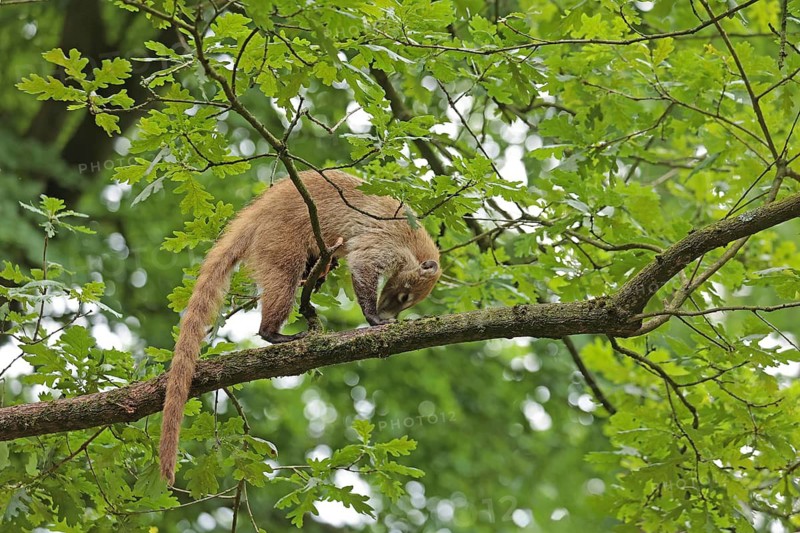 White-trunked coati (Nasua narica) Captive